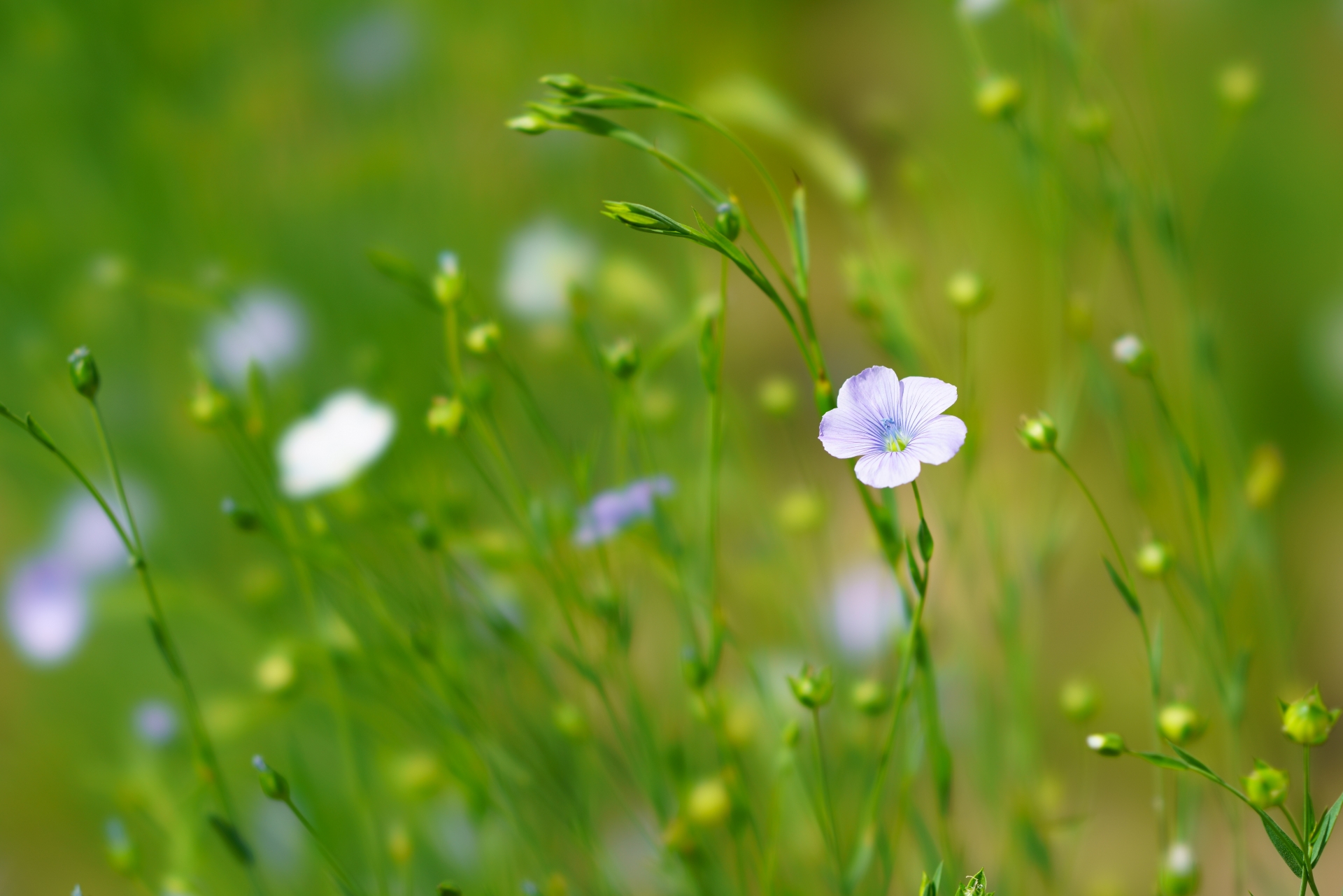 本別町の亜麻の花畑